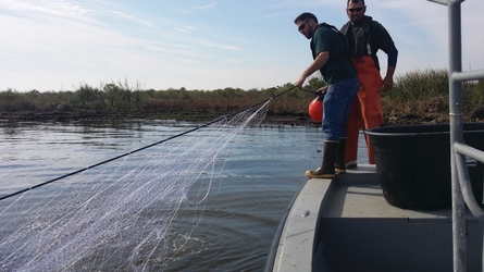 Biologist pulling up a trammel