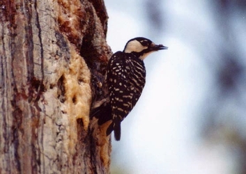 Red-Cockaded Woodpecker on a tree