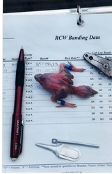 Baby Red-Cockaded Woodpecker