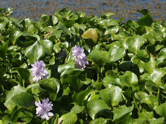 Water Hyacinth vegetation in bloom blocking a waterway