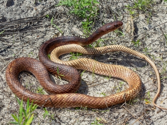 Coachwhip Snake