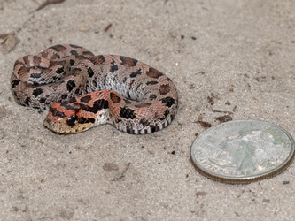image of an Eastern hog-nosed snake