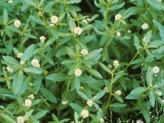 Alligator weed in the water with flowers