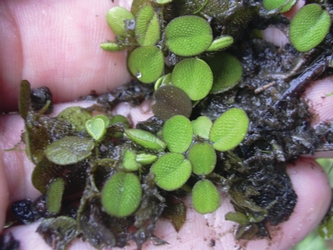 Common Salvinia close-up in someone's hand