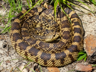 Image of a Louisiana Pinesnake