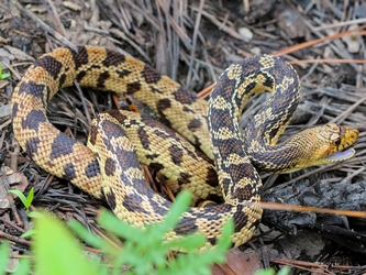Image of a Louisiana Pinesnake
