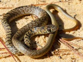 Cochwhip Snake
