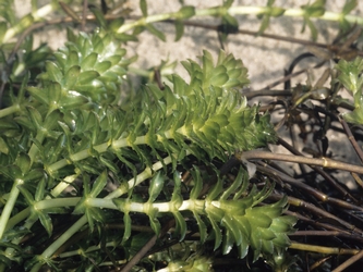 Close-up image of Hydrilla
