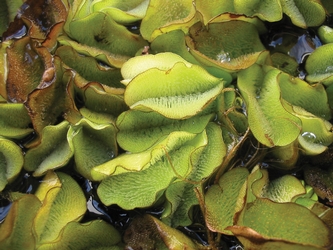 Giant Salvinia  close-up image