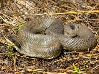 Image of an Eastern hog-nosed snake