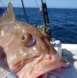 Image of reef fish on a boat with bulging eyes, a sign of barotrauma