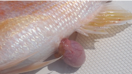 Fish on a boat with distended intestines, a sign of barotrauma