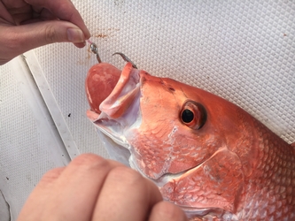 Image of reef fish on a boat with a protruding stomach, a sign of barotrauma