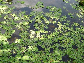 Water Lettuce on the water