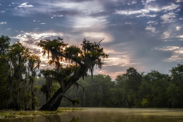 blind river image of cypress tree and a sunrise