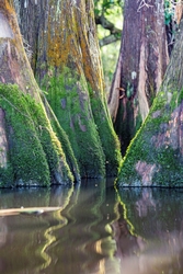 cypress tree bases in the river