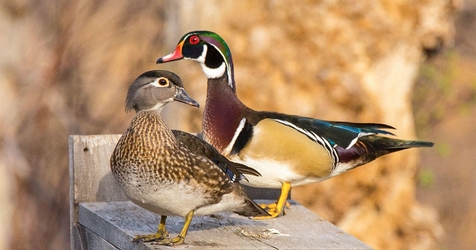 2 Wood ducks