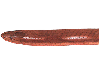 Common Wormsnake