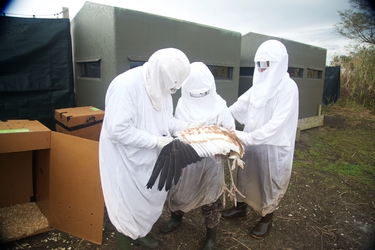 LDWF biologist examining a crane