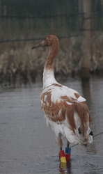 juvenile whooping crane close up with leg bands
