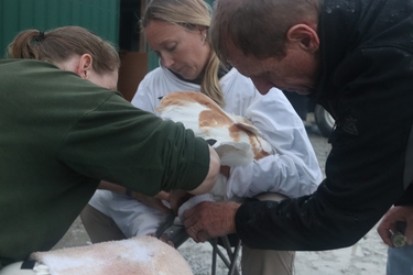 Staff assessing a Whooping Crane