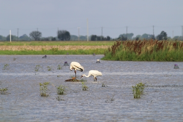 Whooping cranes in a rice field
