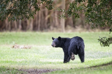 Black bear waling in grass