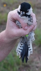   Red-Cockaded Woodpecker in a biologists hand