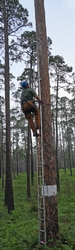 biologist on a ladder checking a nest
