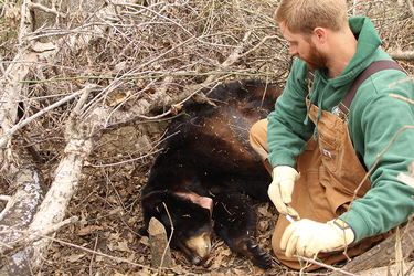 Biologist checking on black bear