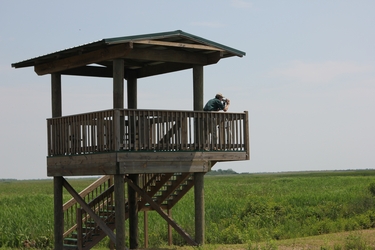 Birding lookout point