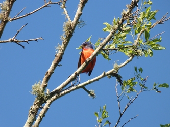 painted bunting image