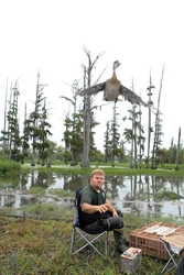 Wood duck flying away from a biologist