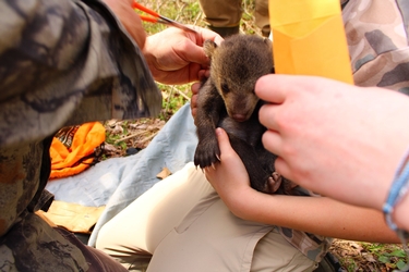 Black bear cub hair sampling by biologist