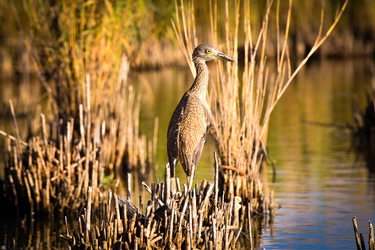 Juvenile Night-Heron 