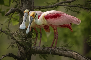 Roseate Spoonbill