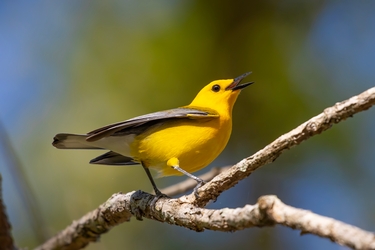 Yellow Warbler 