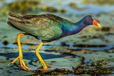 Purple Gallinule in the marsh