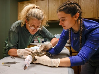 Two female LDWF Biologists examining a sedated duck on a table 