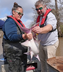 Two LDWF Biologists holding a large paddlefish
