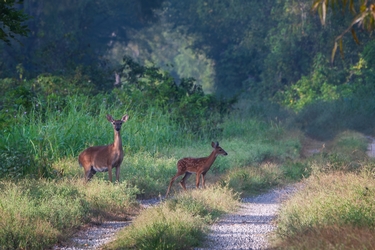 two deer walking along a path at Sherburne Wildlife Management Area