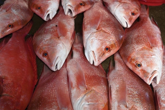 Red Snapper (Photo credit: Shutterstock)