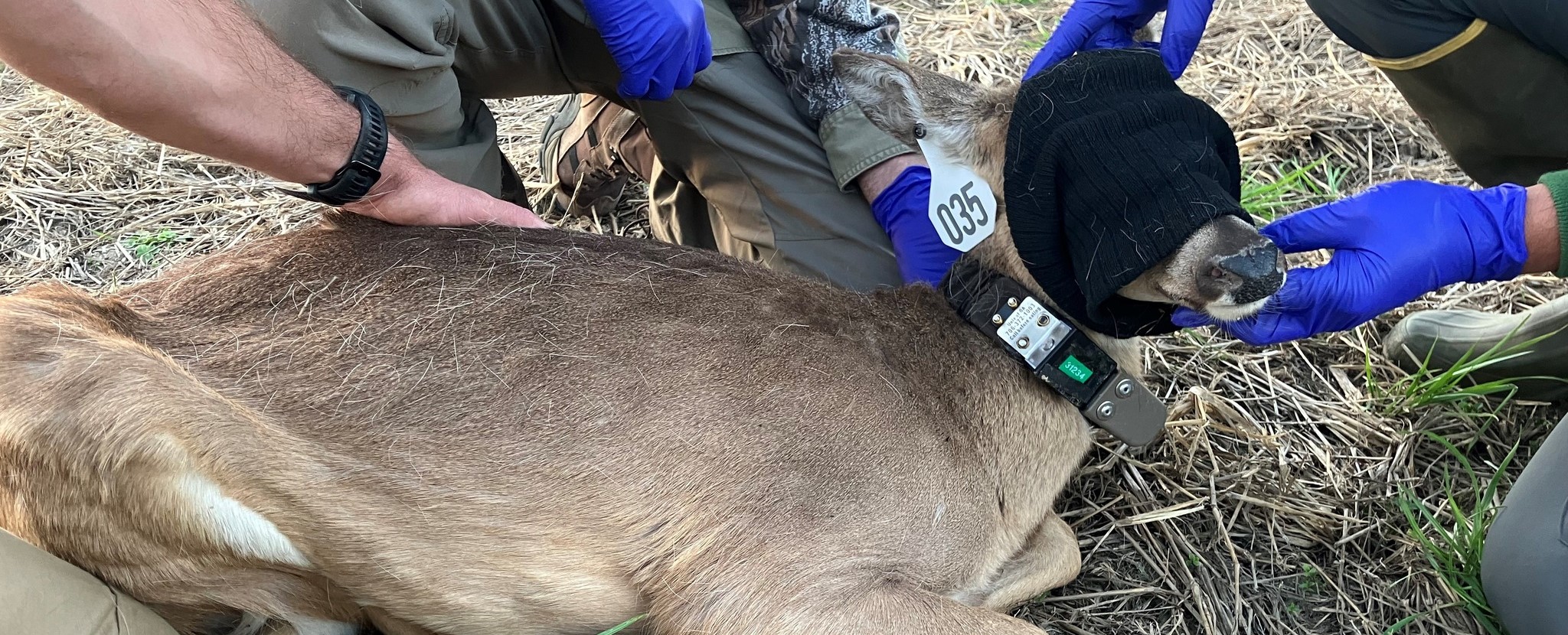 LDWF Biologists conducting white-tailed deer research