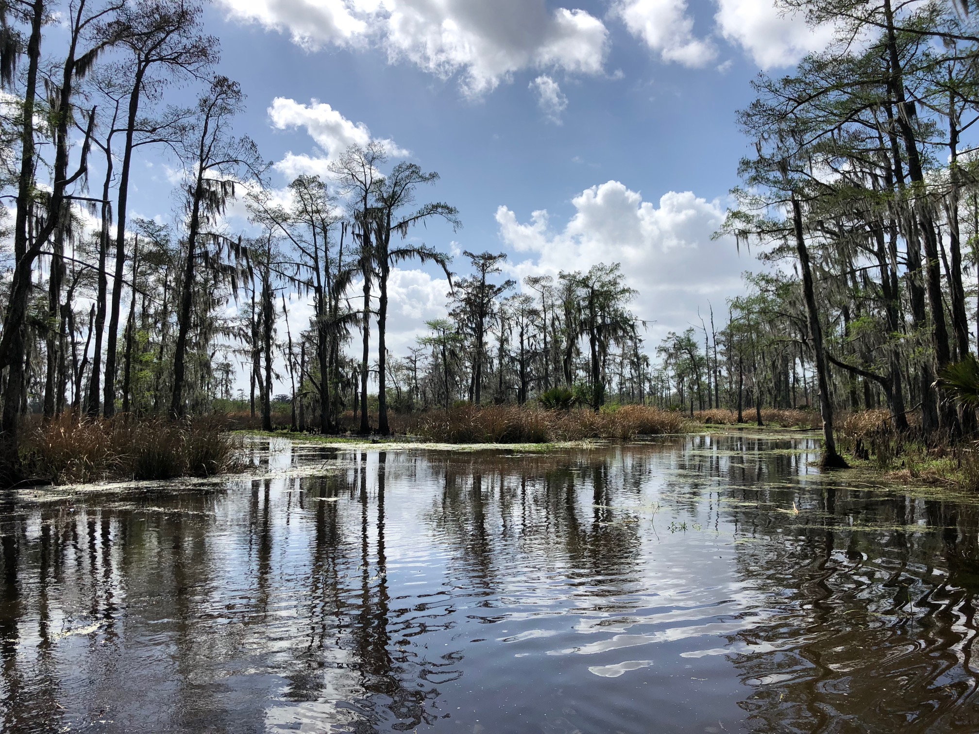 image of cypress trees on a scenic river