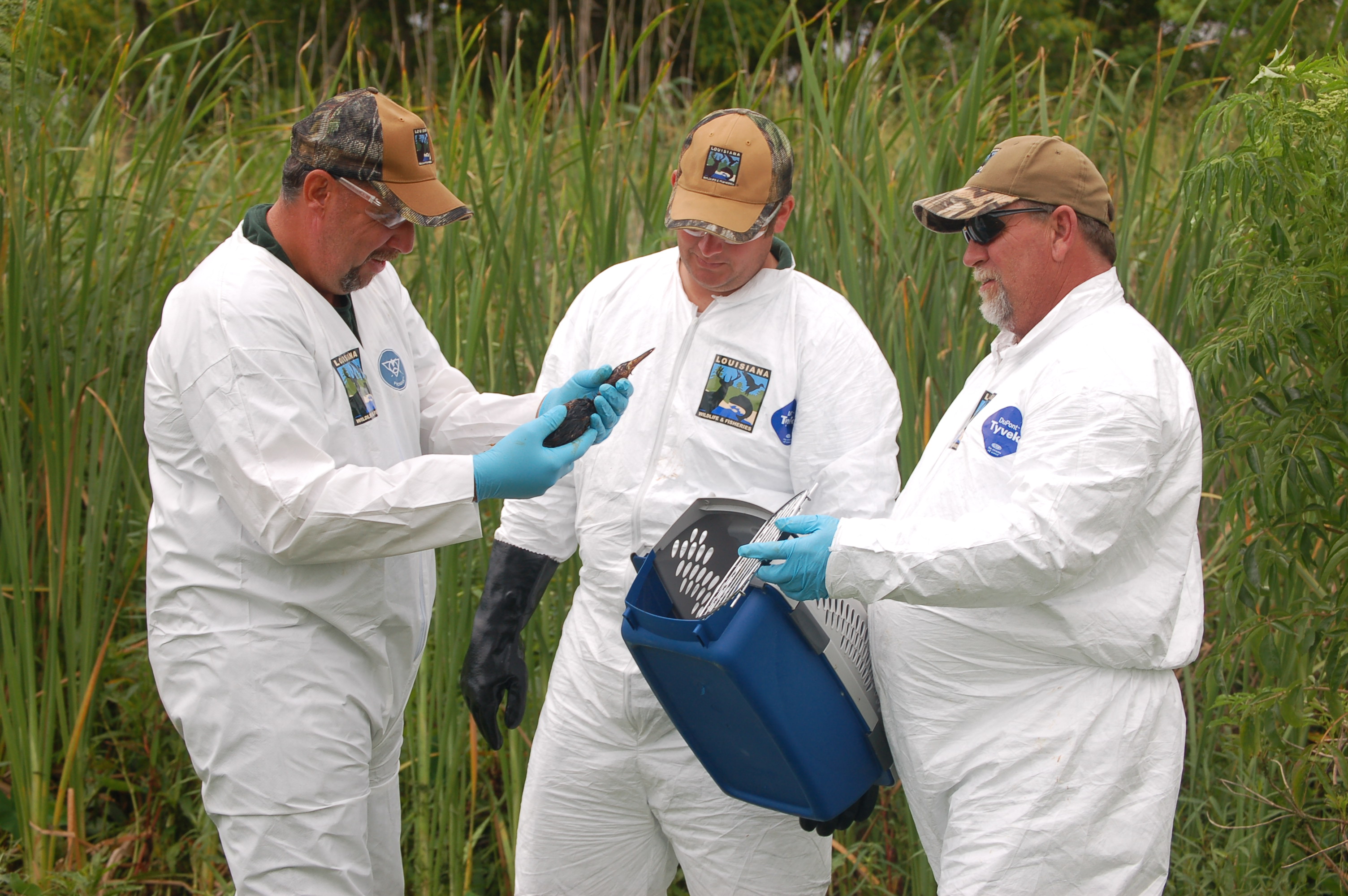 LDWF staff retrieving oiled wildlife for rehabilitation.