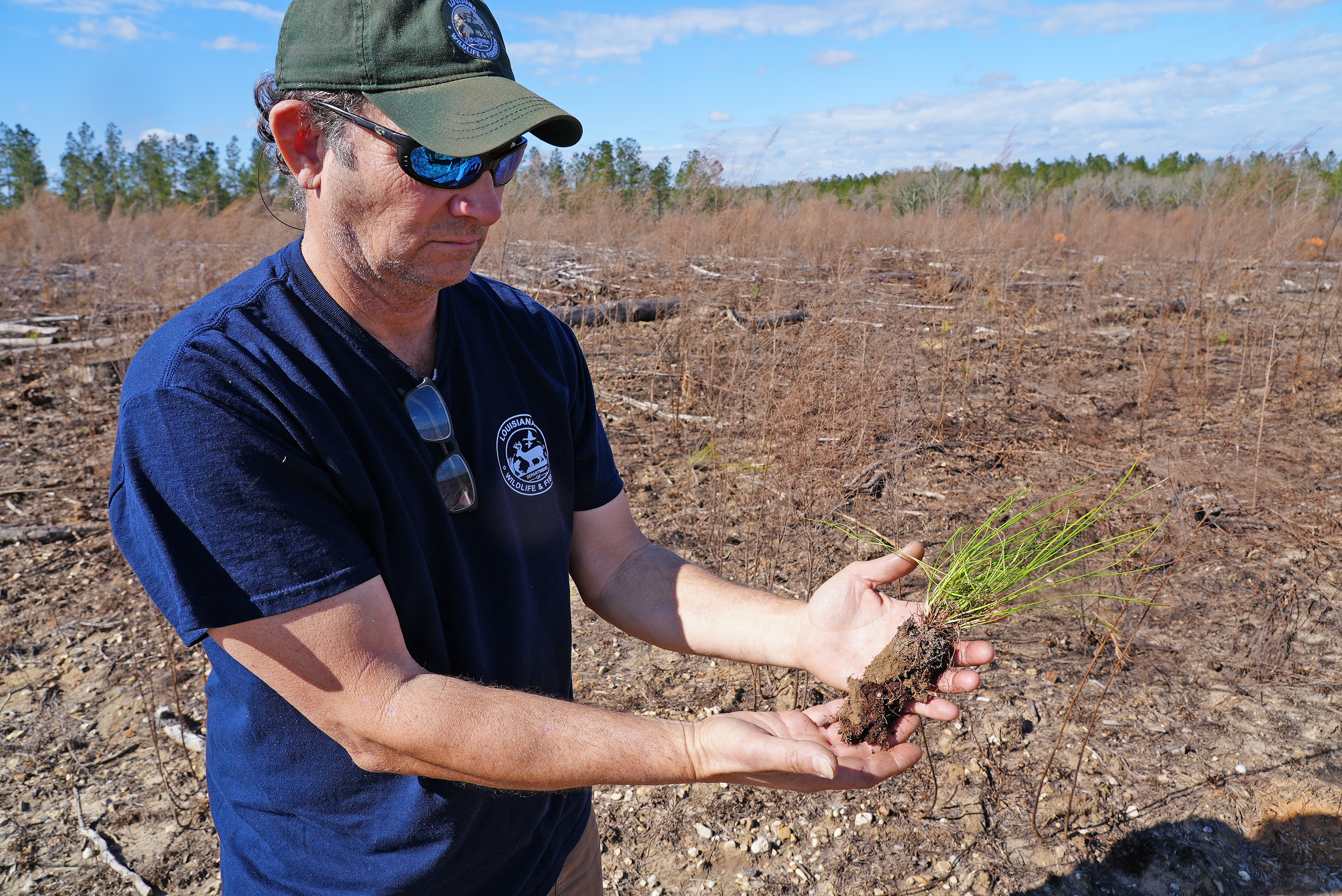Photo of LDWF's Duck Locascio holding a longleaf pine seedling