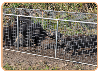 Feral hogs in a trap representing Feral Hog Trapping