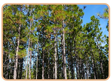 Longleaf pine forest representing Forest Habitat Management