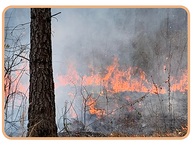 Prescribed fire in the woods representing Prescribed Burning