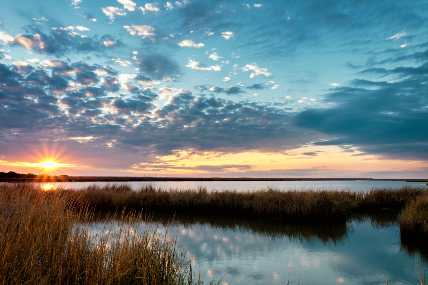 marsh scene